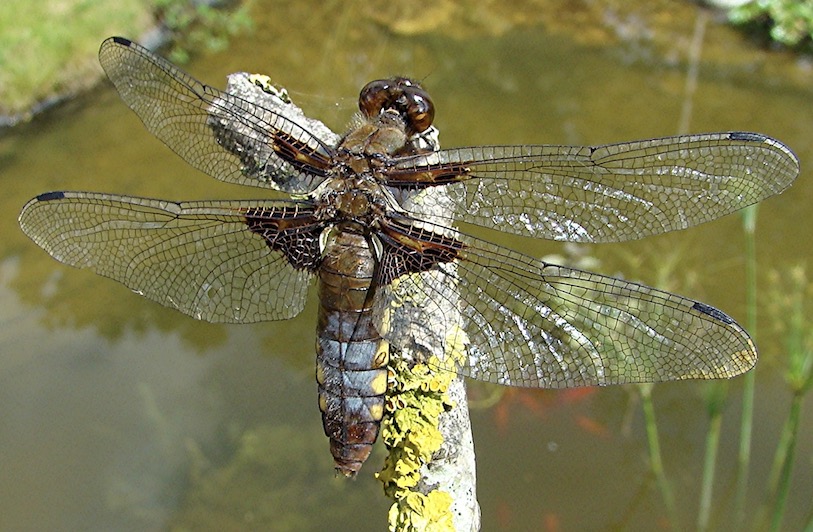 broad-bodied chaser